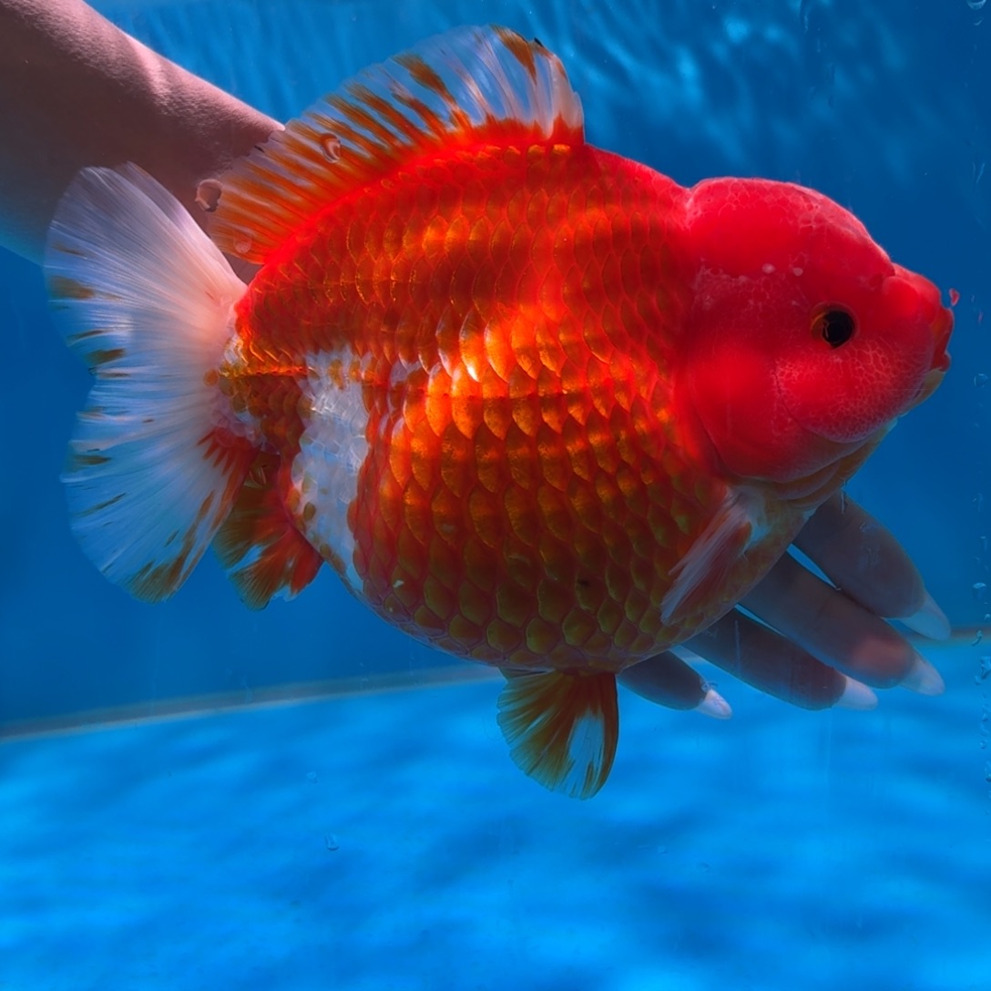 金鱼类不分公母15