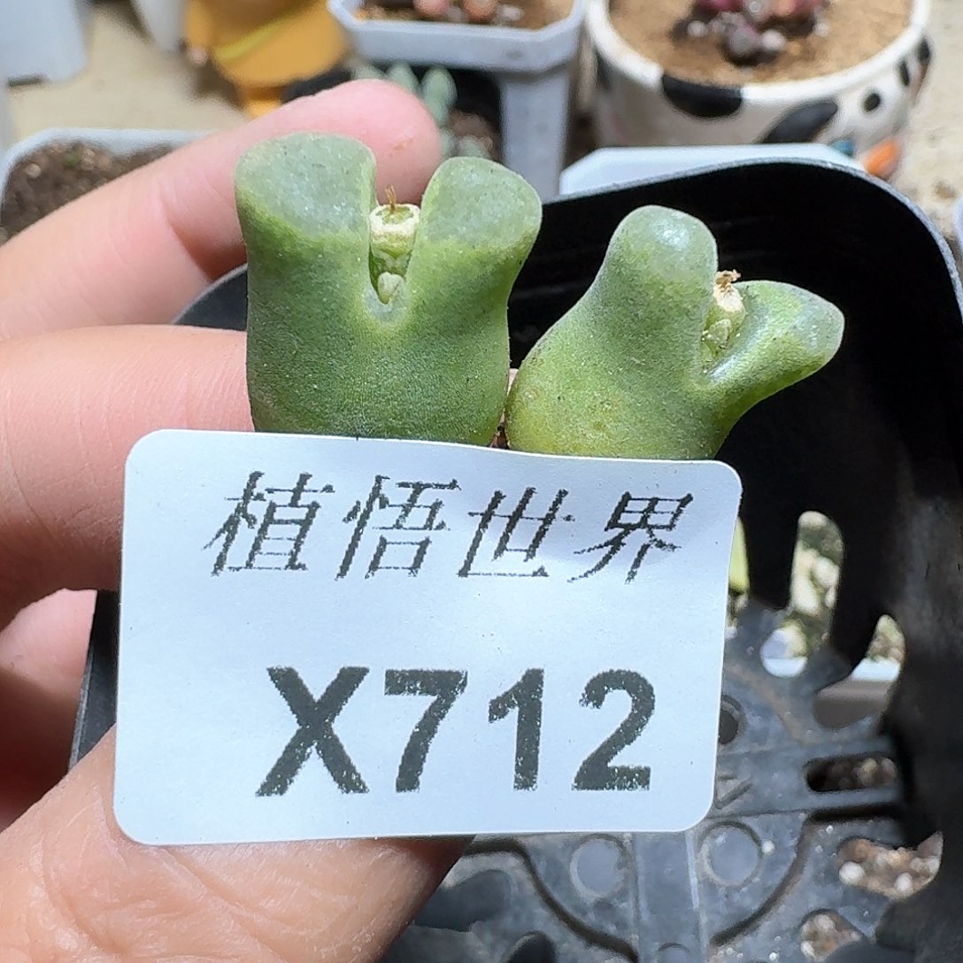 712号多肉植物哇c  h