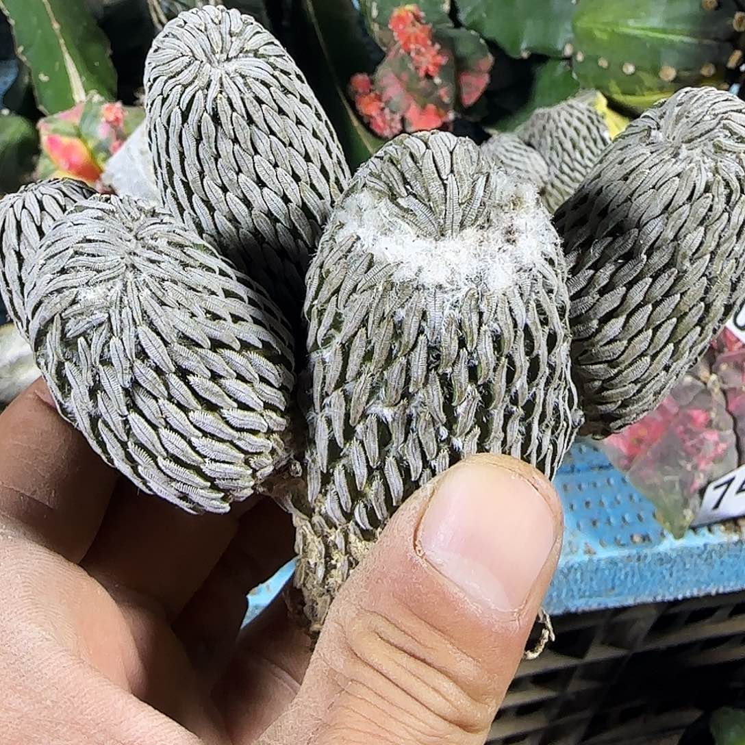 童***妹精巧丸530仙人球开花