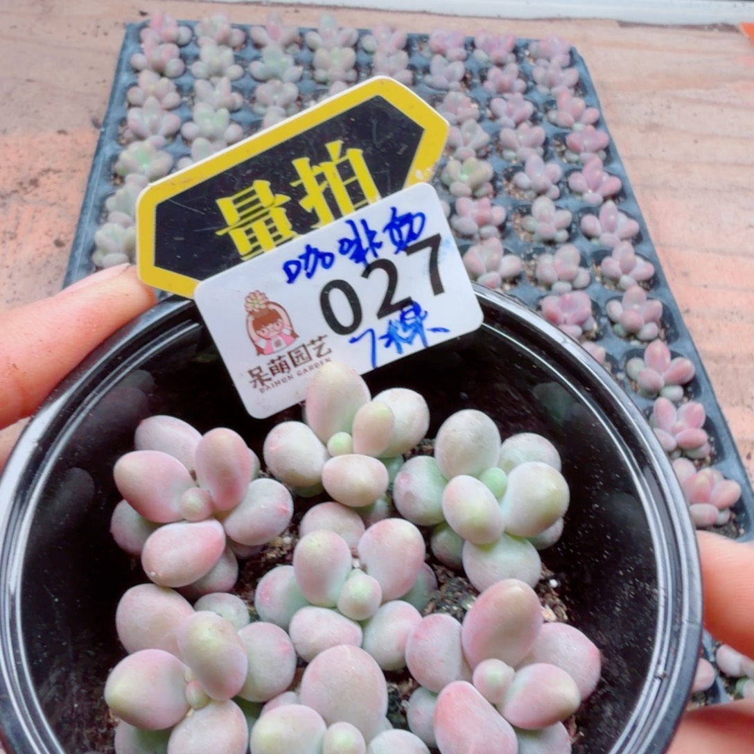 多肉植物多肉植物