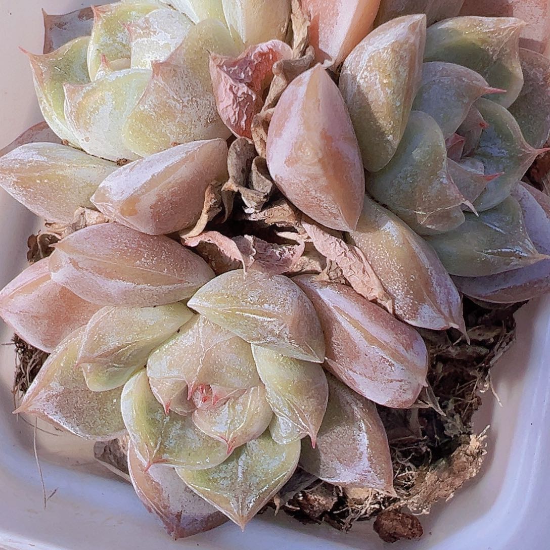 雪兔群19包邮多肉