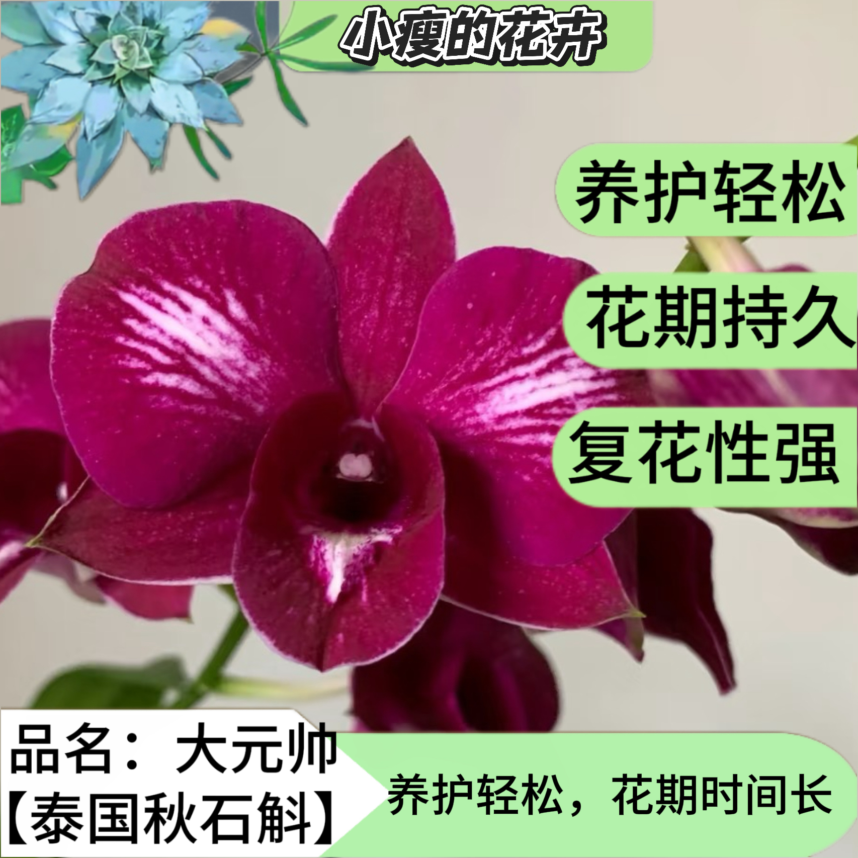 《大元帅》泰国秋石斛兰花期长室内外好养绿植盆栽