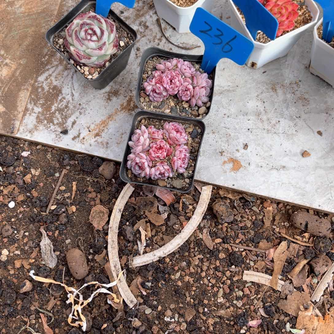 果*鲜236孔雀多肉2颗