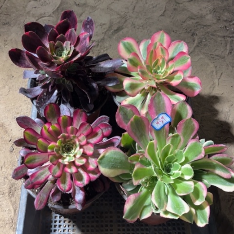 439多肉植物组合