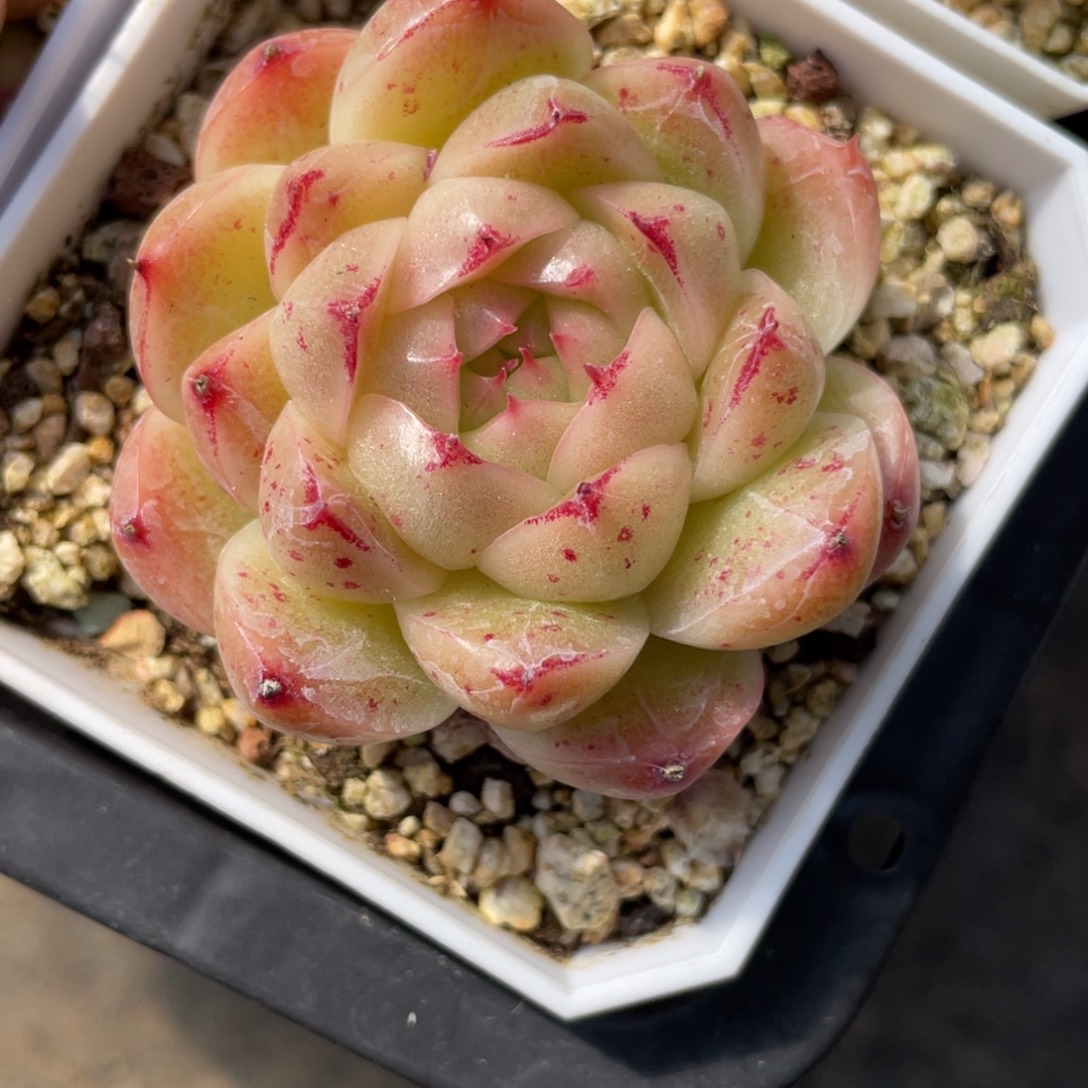 S1961三角边麦秆精品5.2cm