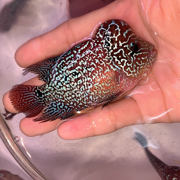 快***园罗汉鱼珍珠8888888888