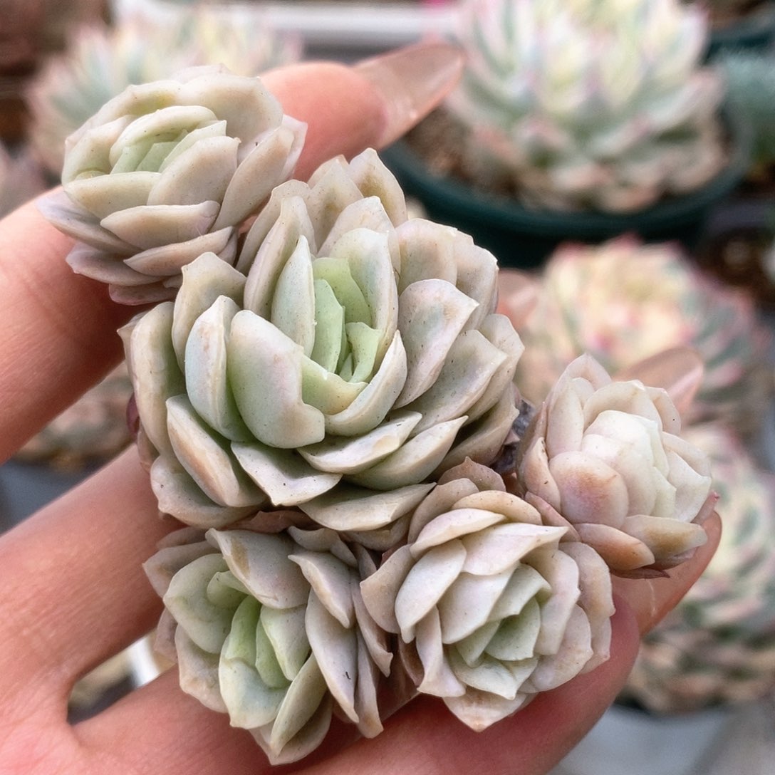 023冰玫锦锦锦锦锦