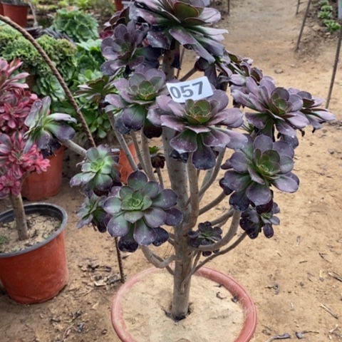 057黑圆叶多肉法师