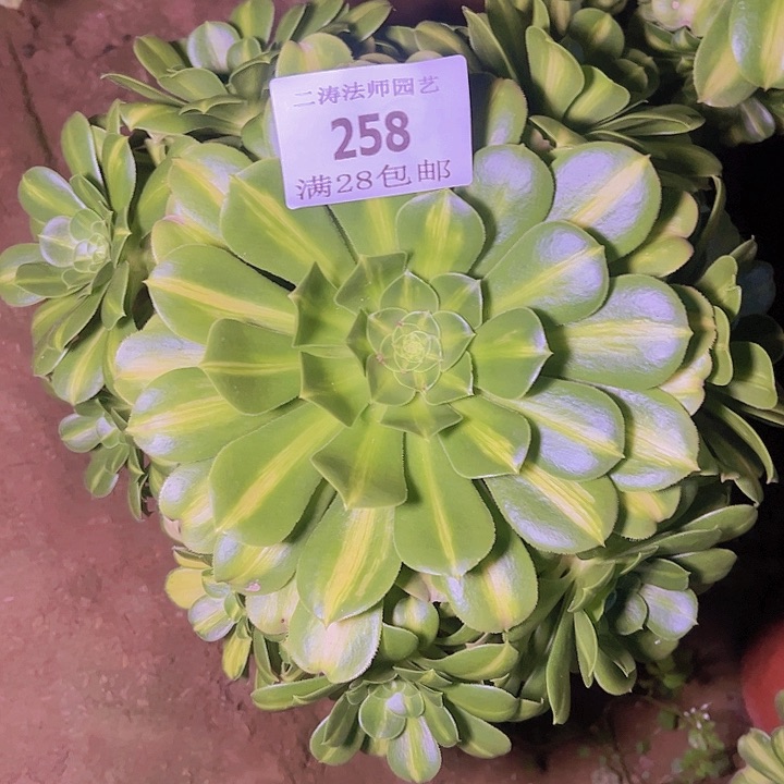 258翡翠琉璃多肉植物老桩