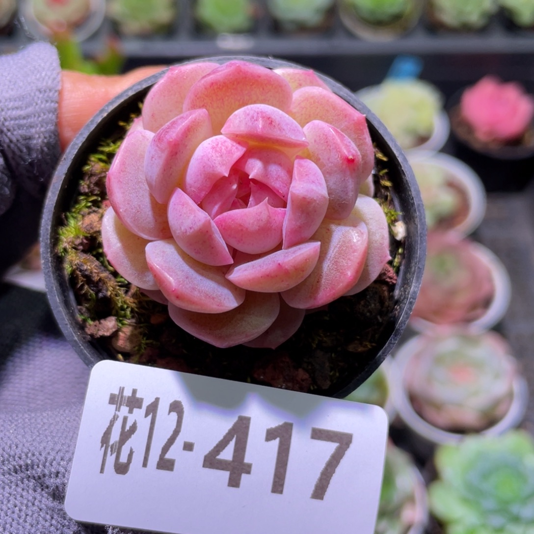 花利美12-417新品  含盆