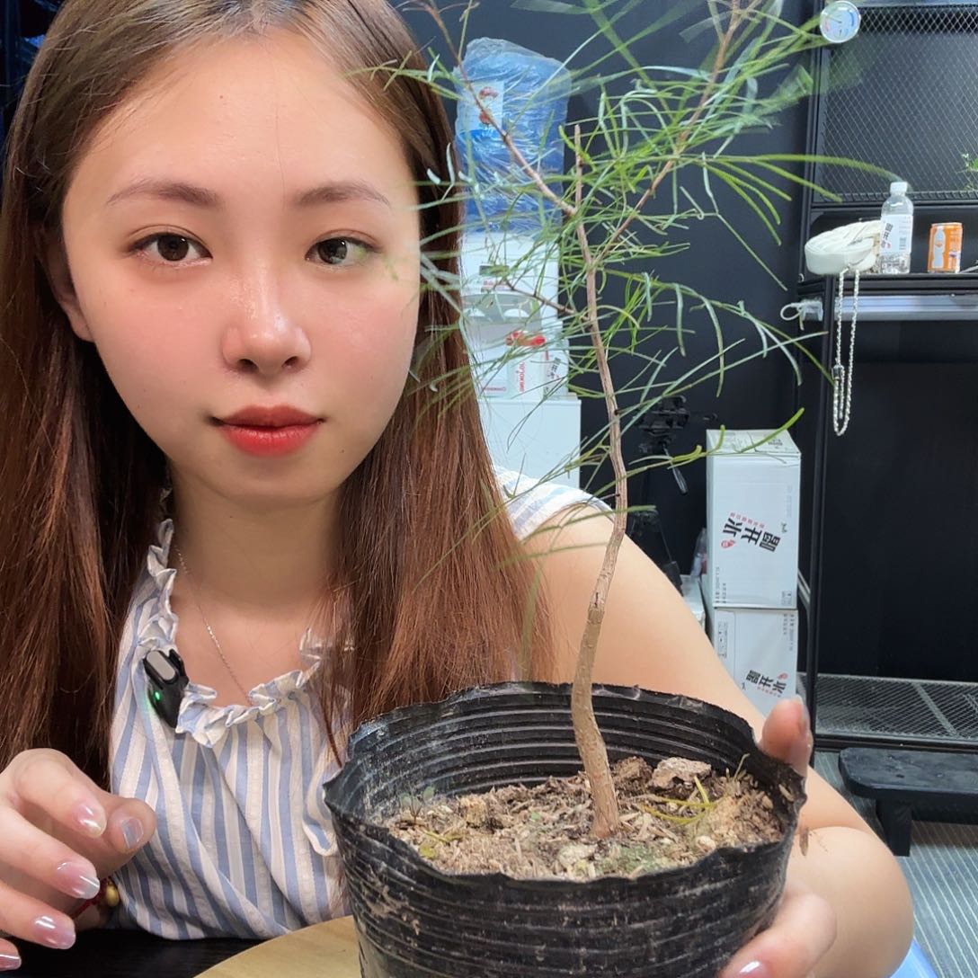 帕卡裂榄实生哈哈