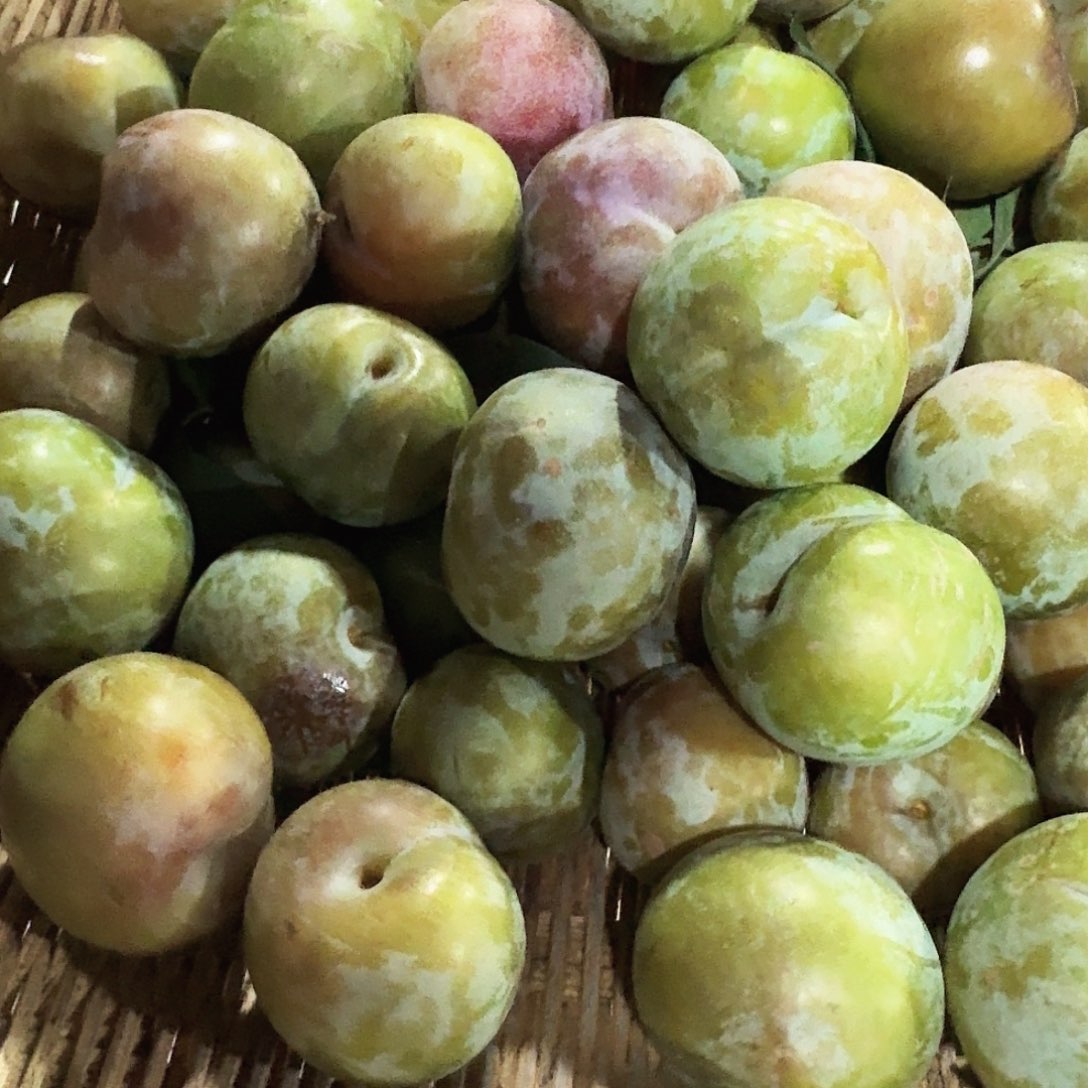 中国大陆太苹果5斤