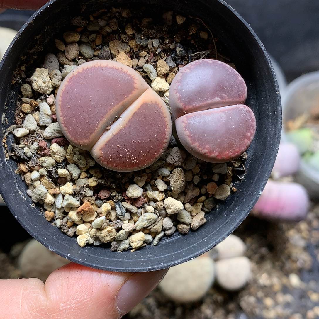 D458多肉植物保护