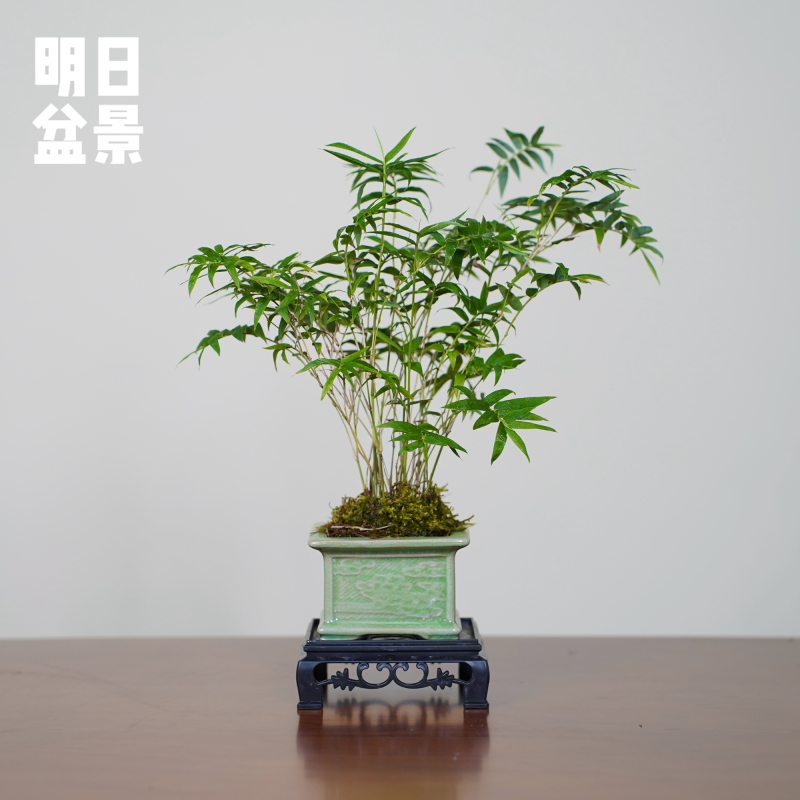 姬米竹迷你丛林凤尾竹可爱小巧桌面盆栽好养易活带盆发货