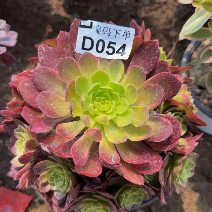 054万黄多肉植物