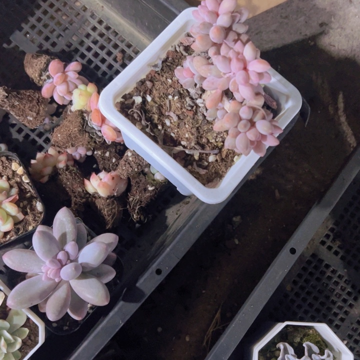 婷*"专拍多肉植物大战僵尸