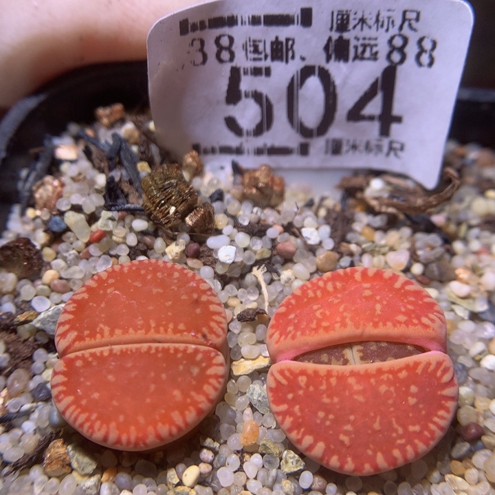 Sss精品生石花504