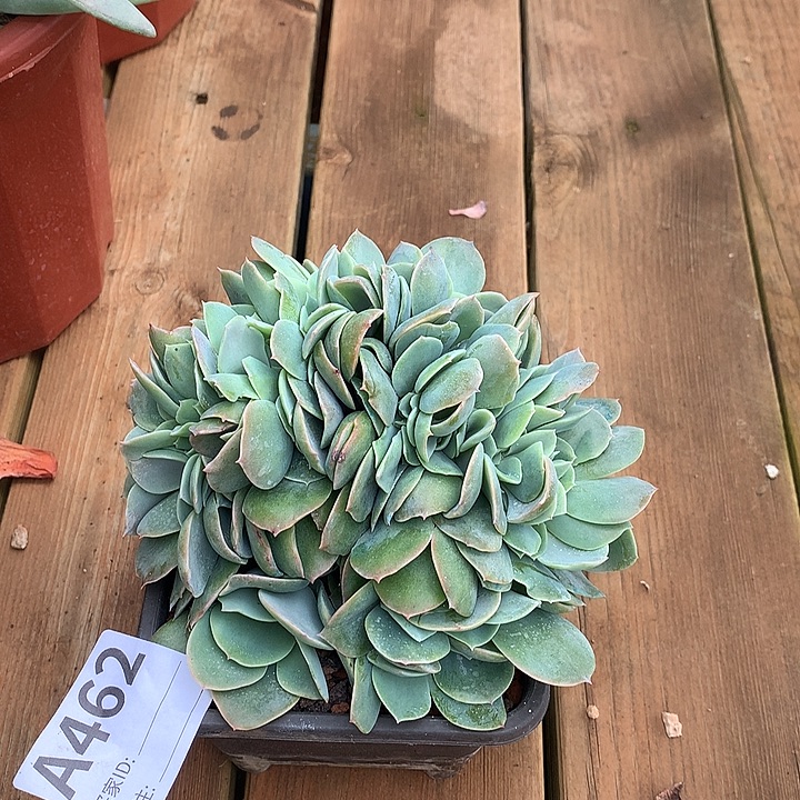 小***砖璐璐多肉 一物一拍