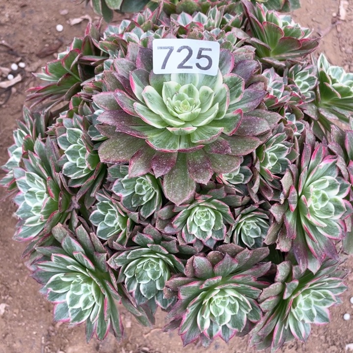 725多肉植物莲花
