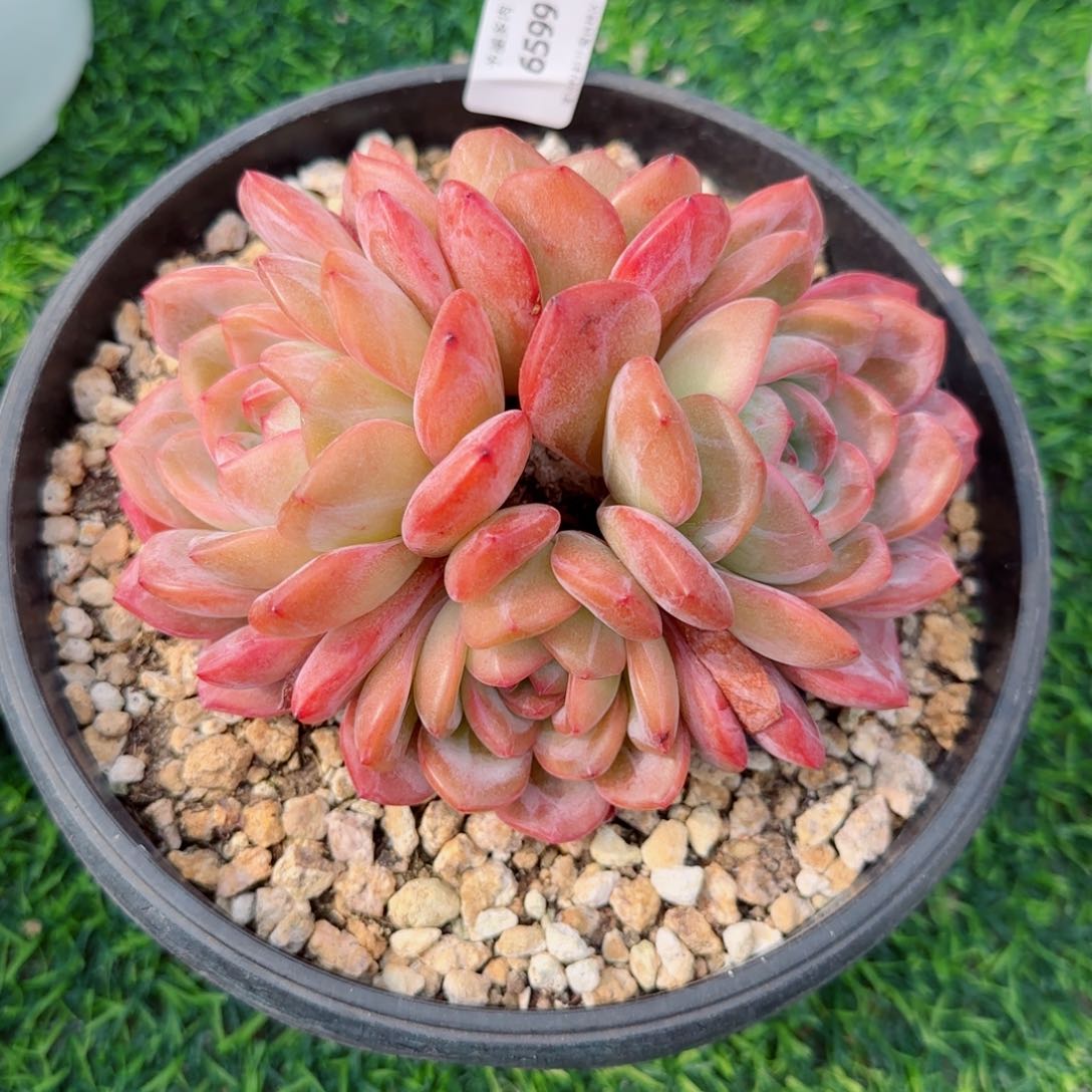 全明星，6599多肉植物