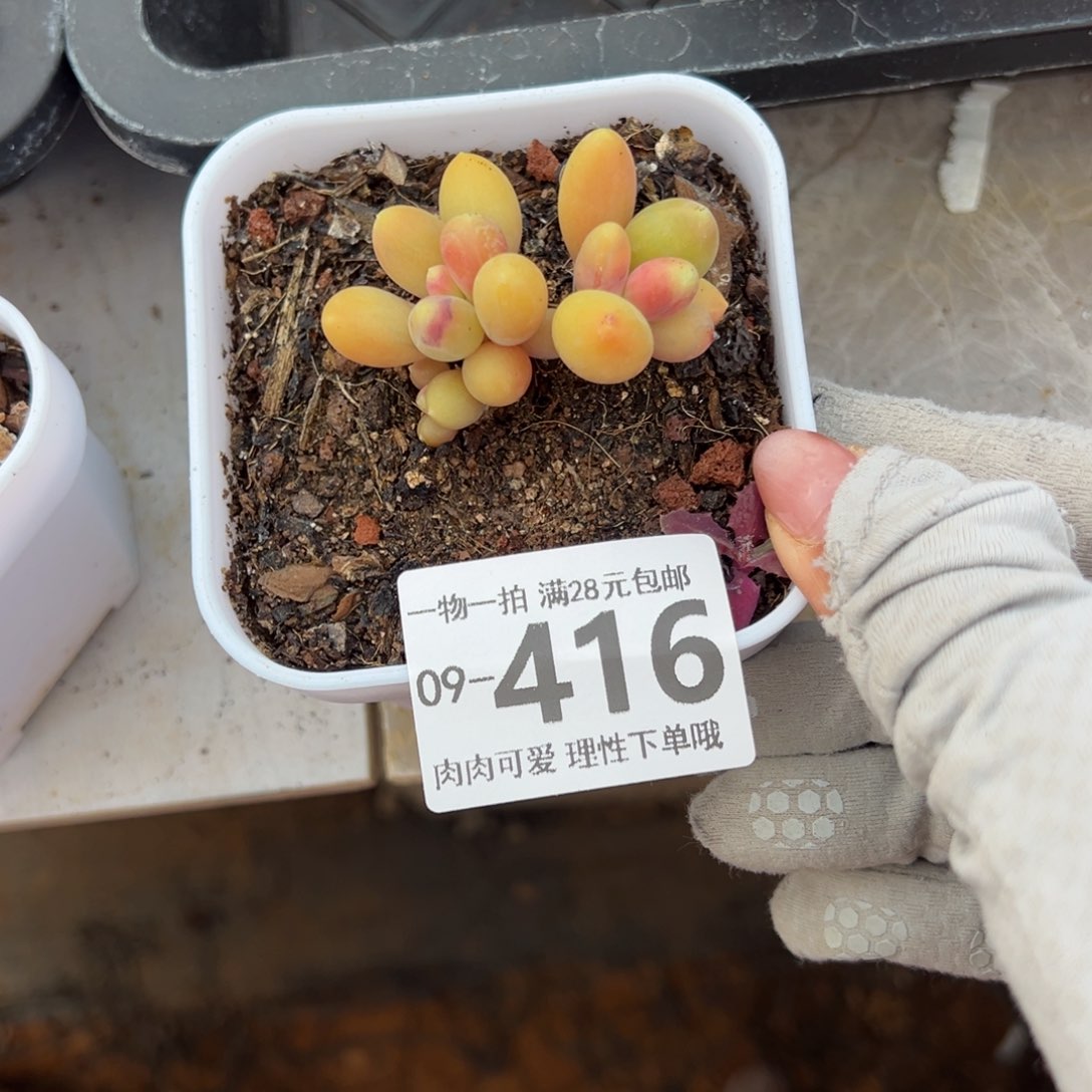 金蟾多肉多肉多肉多肉