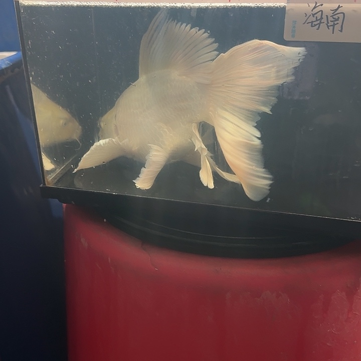 祥***园蝴蝶鲤鱼蝴蝶鲤178