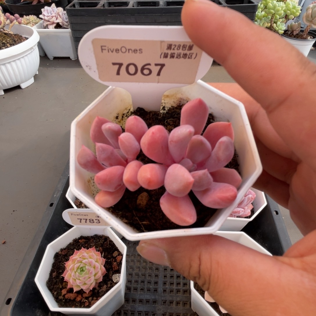 7067丘比特4.5厘米