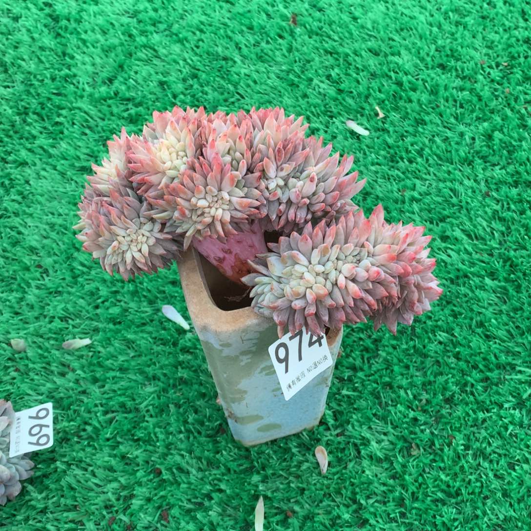 974橙子缀多肉植物