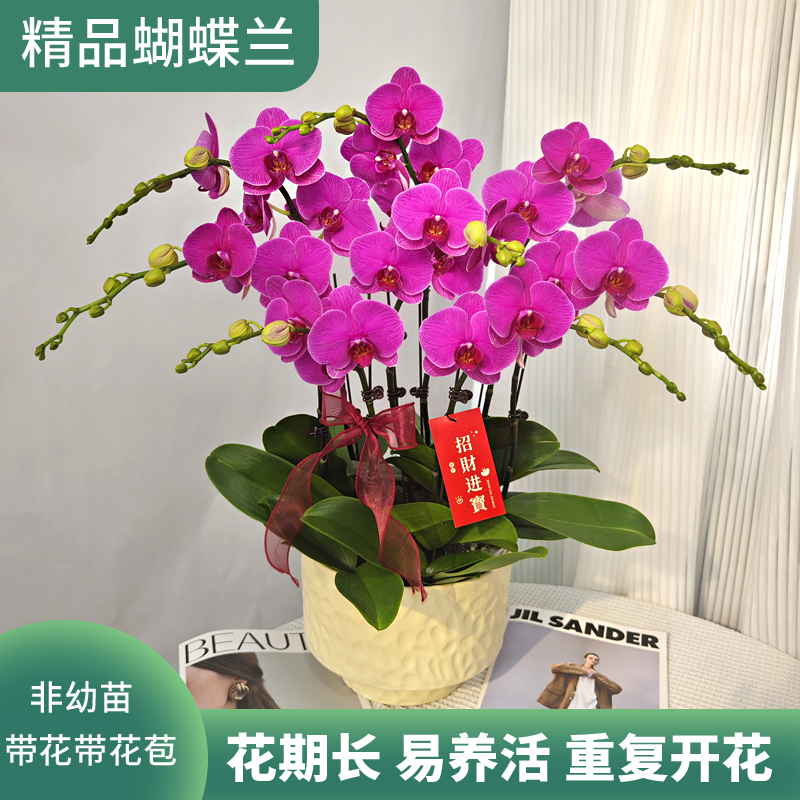 《恭喜发财》紫色系大花 蝴蝶兰 鲜花绿植 送礼 礼品 室内绿植