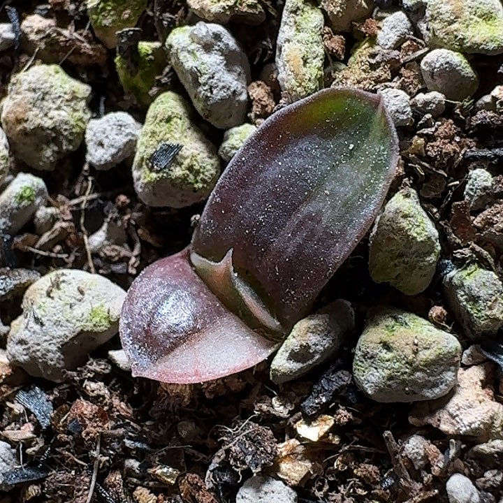 特选1号雅典娜卧牛锦实生