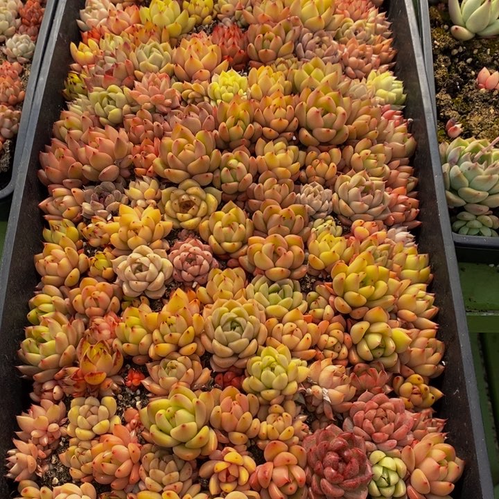 961多肉植物保护研究所所长