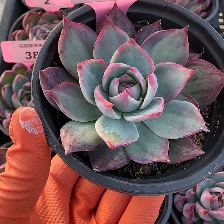 39 惊鸿仙子多肉植物6-9cm