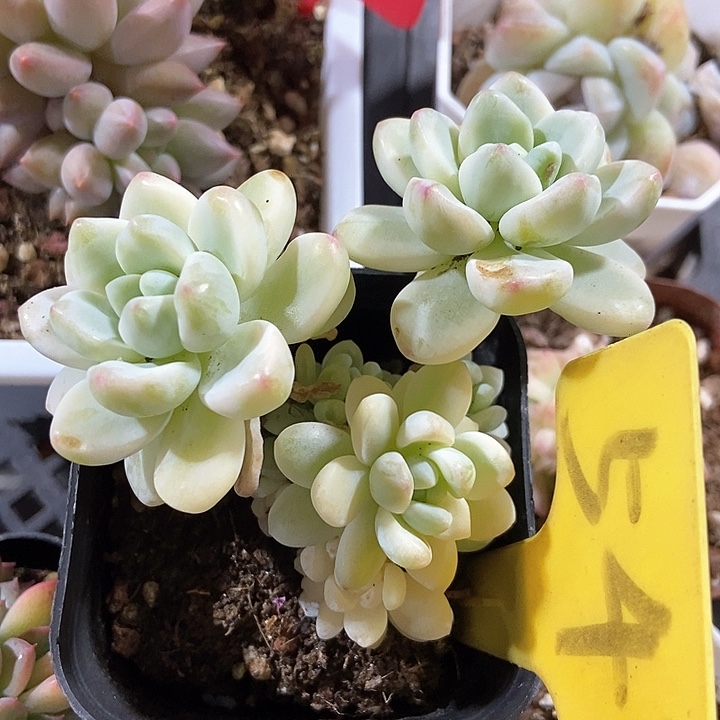 多肉植物54劳尔多