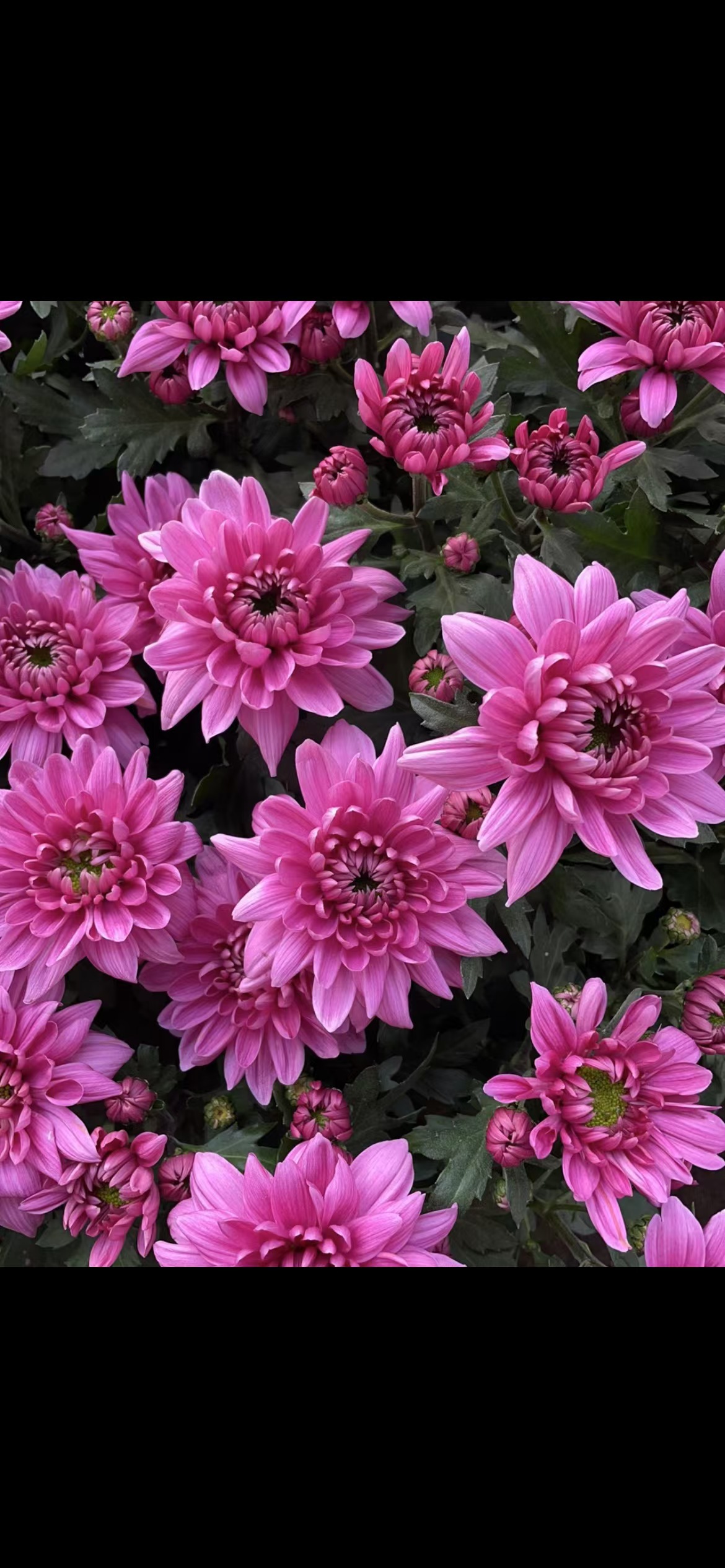 大花（粉绣球牡丹菊）花苞发货菊盆栽菊花苗室内外阳台好养四季耐寒