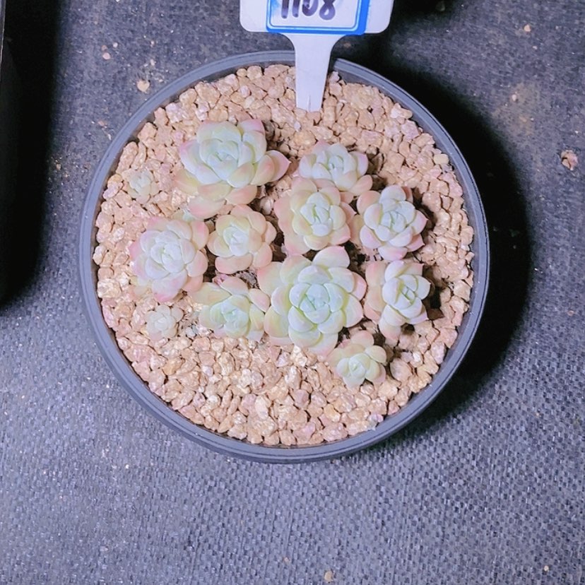 【闪购商品】?***?1108