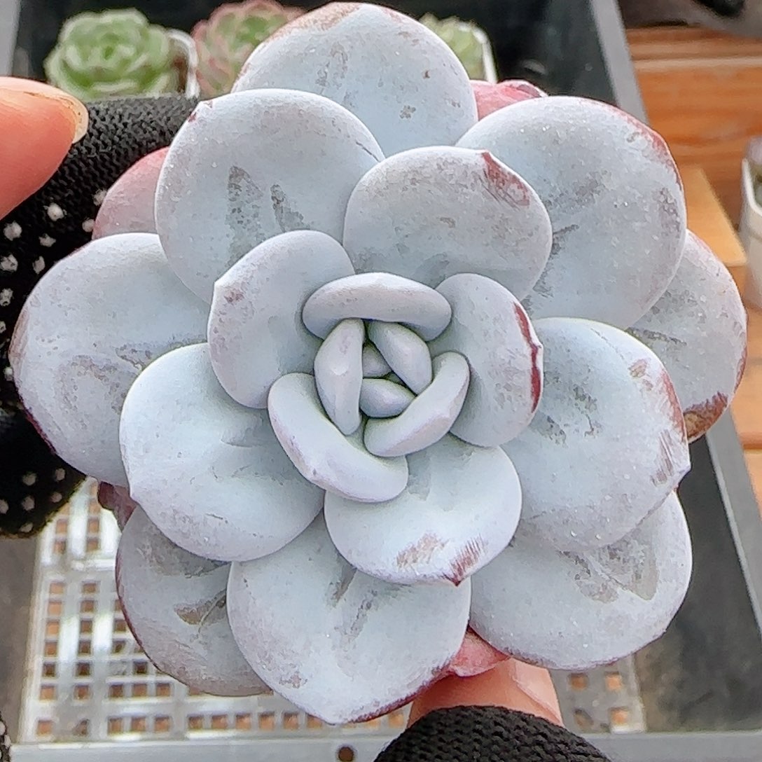 多肉0629-128雪莲雪莲