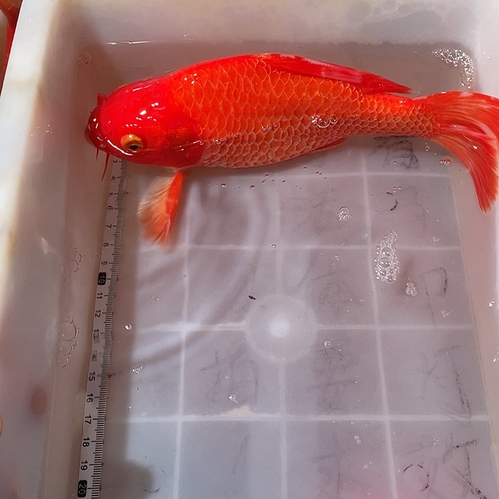 蝴蝶鲤鱼渔场直发105