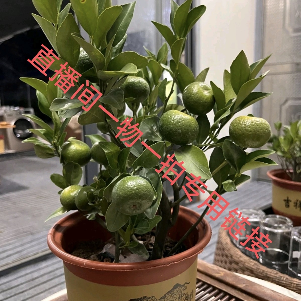 盆景绿植包邮到家一物一拍