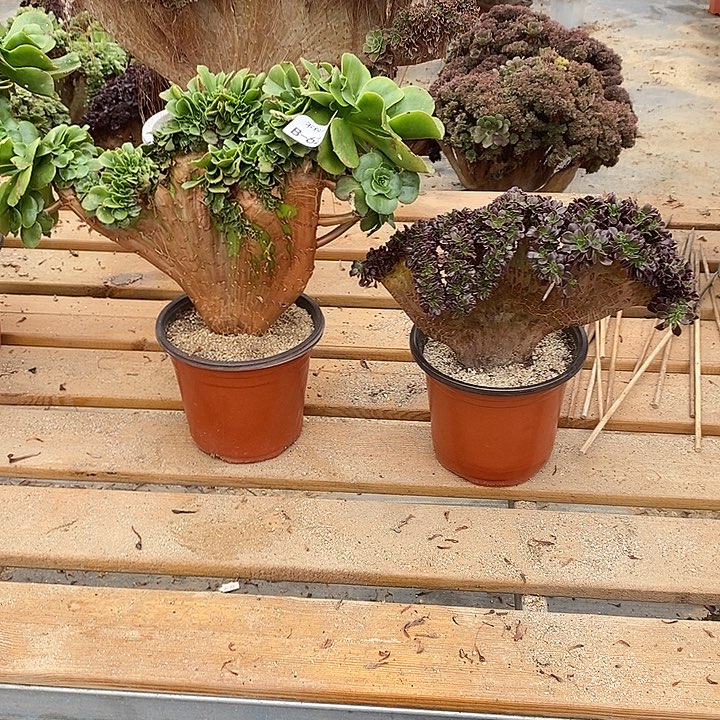 625 八尺镜缀欧紫缀共2颗微瑕