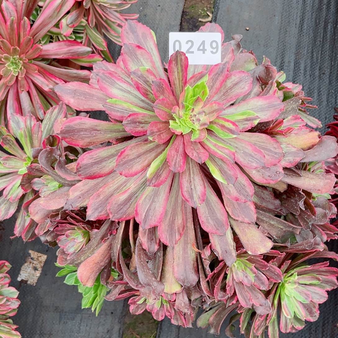 花脸粉戴多肉发货