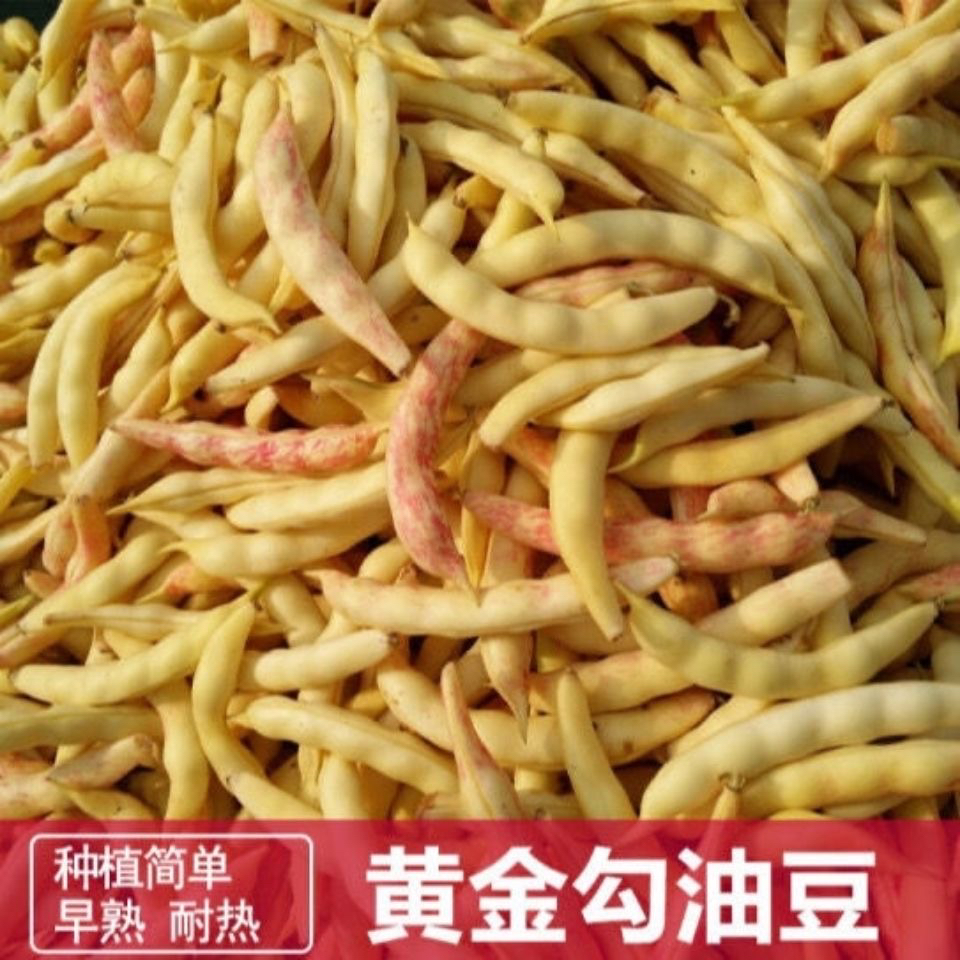 东北黄金勾豆角勾勾黄嘎嘎好吃顺丰包邮