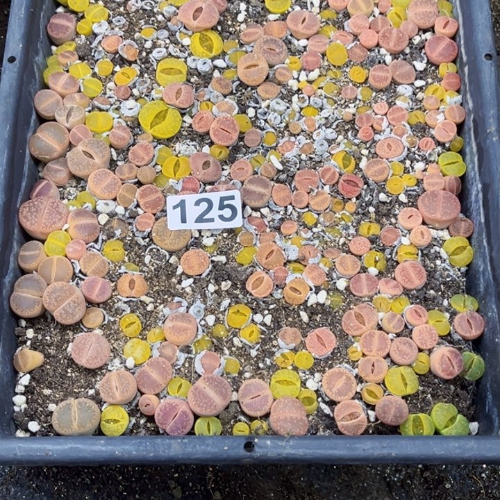 125 生石花一物一图如图带框