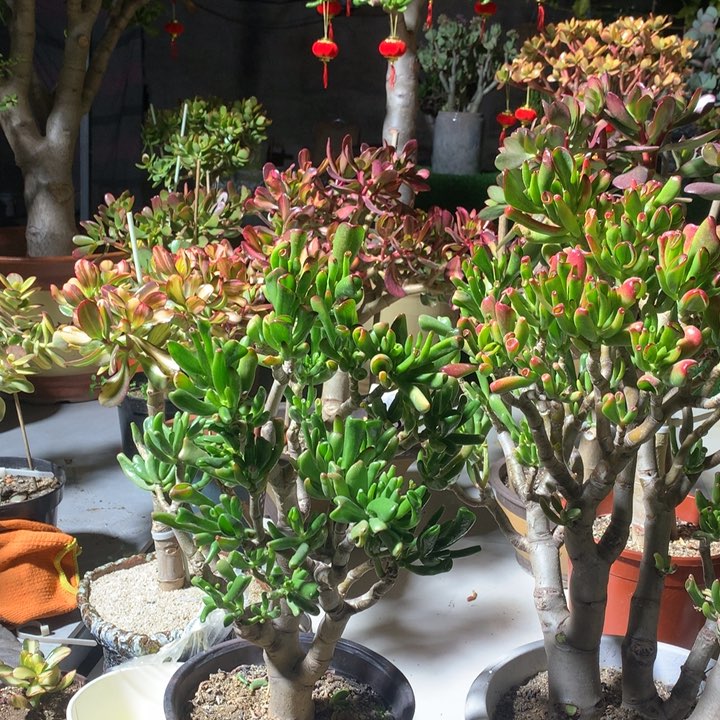 飞*H122纤纤玉指脱土发货