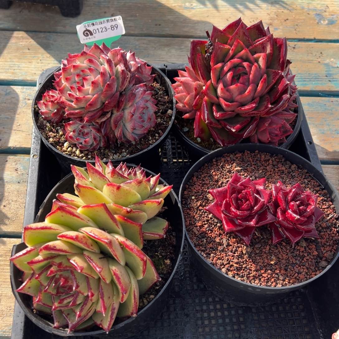 从前慢多肉精选编号0123.89