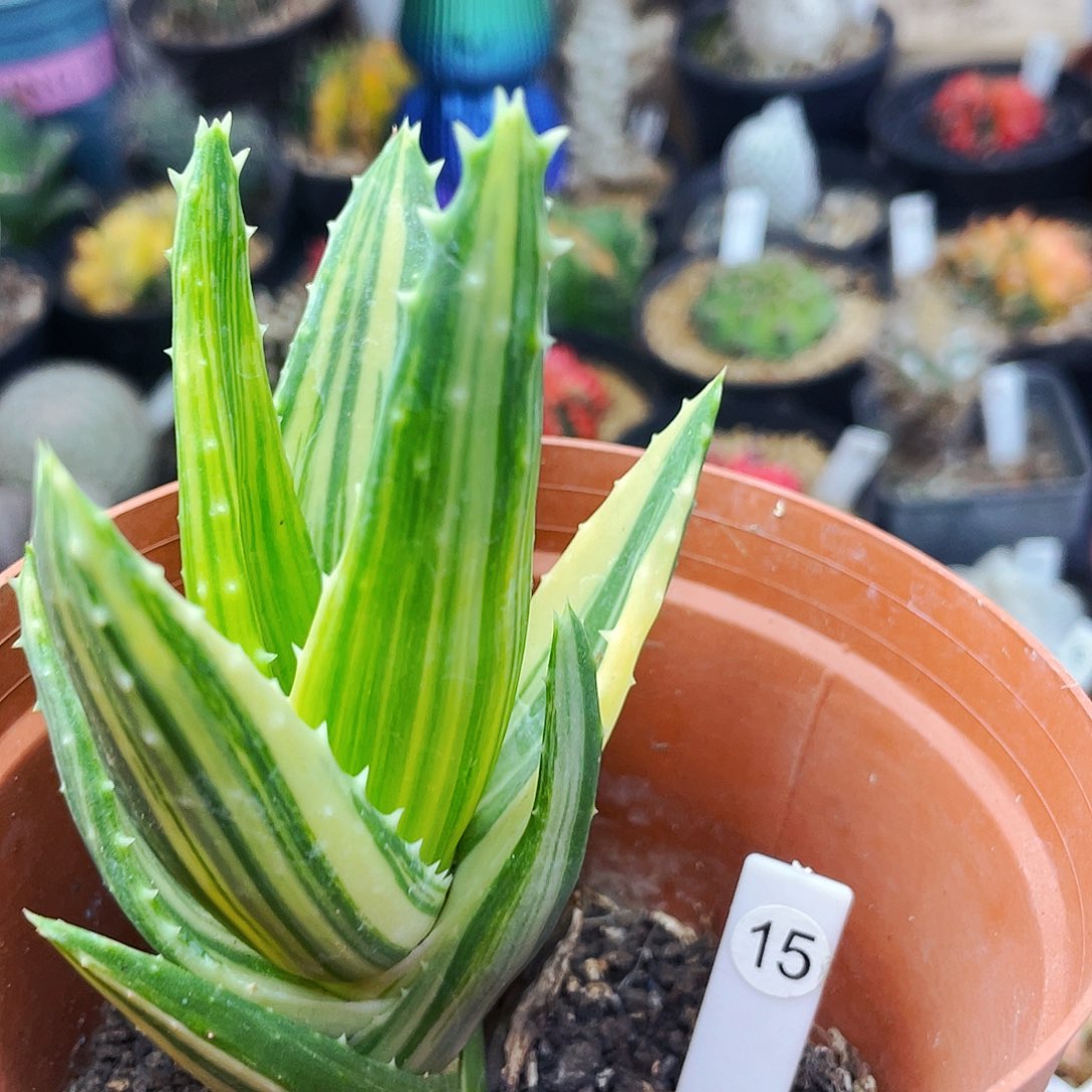 非偏远地区满25包邮仙人球