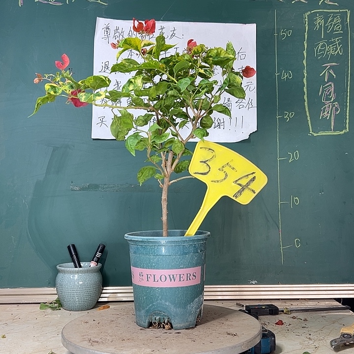 当前无花栽培后可以开花香港丽人354