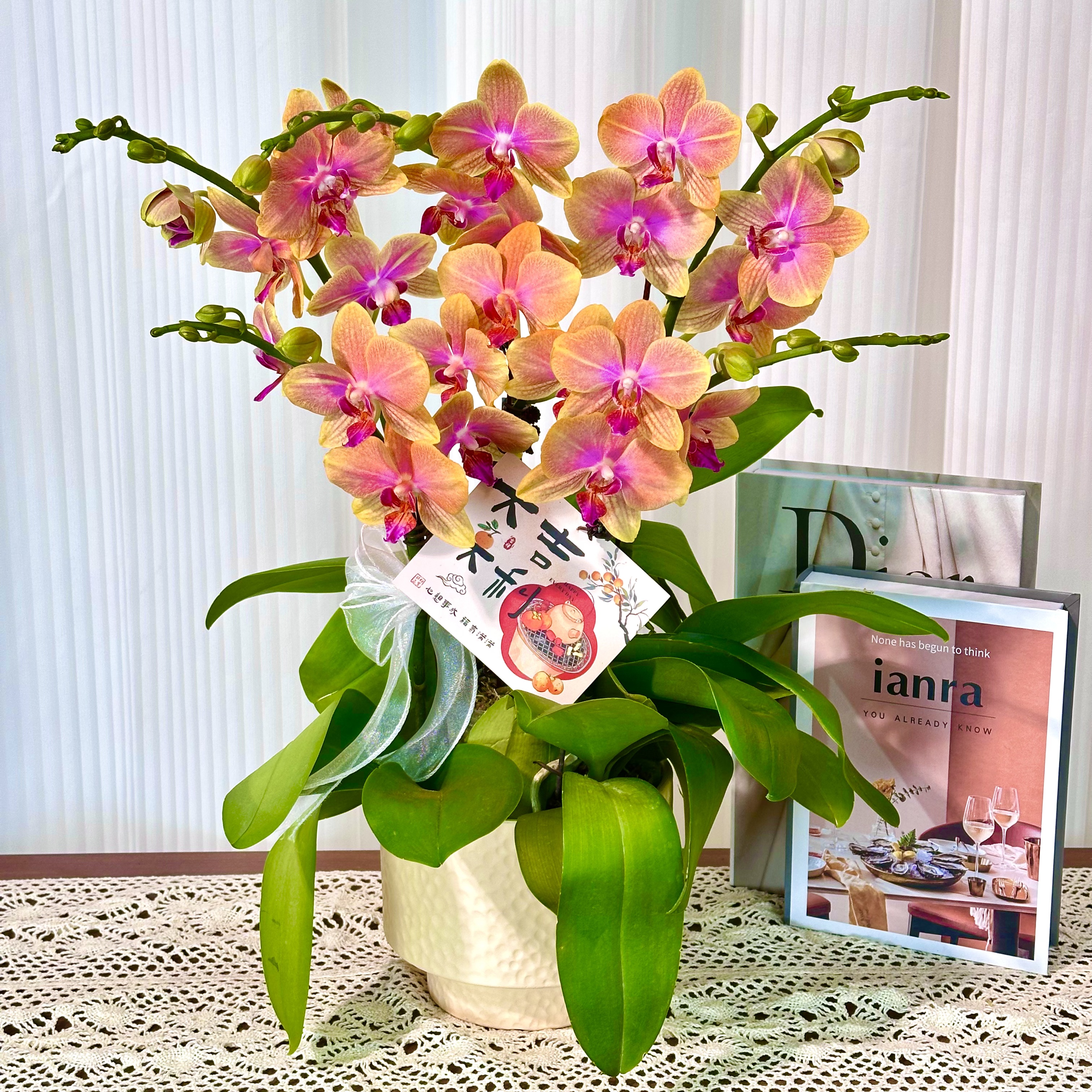  【香水柠檬】蝴蝶兰鲜花精致组盆 开花株 室内绿植