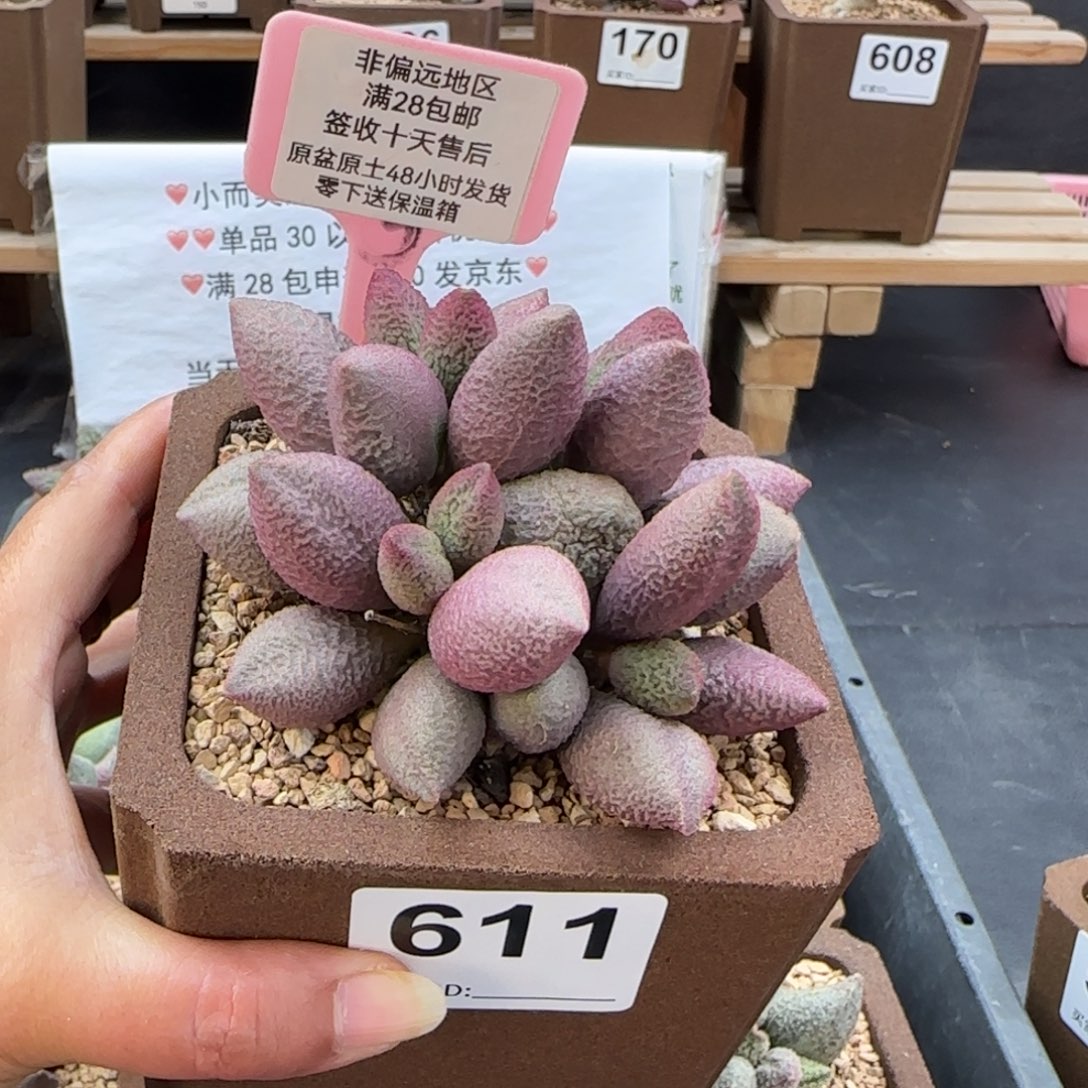 物***理611少女心多肉植物