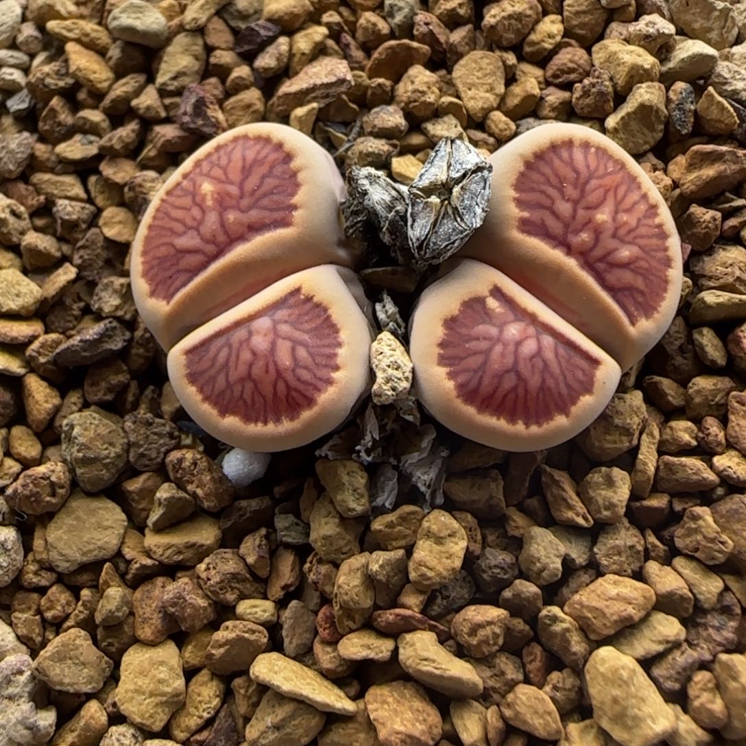 双头清框福利30包邮