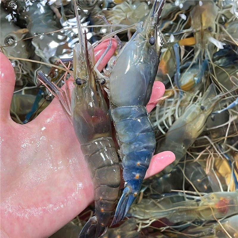 【10-15】只/斤规格罗氏沼虾鲜活速冻顺丰冷链肉质鲜美大头虾水产